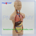 Hot sale whole sale Advanced PVC anatomy torso models